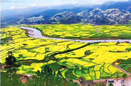 你是在哪里观察油菜花的?