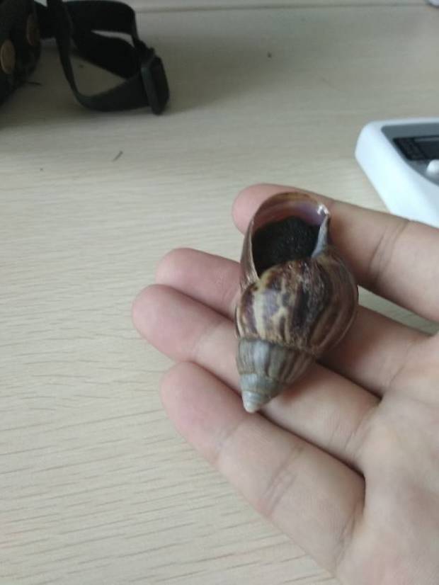 这是什么螺?海南草丛里发现的,可以吃吗