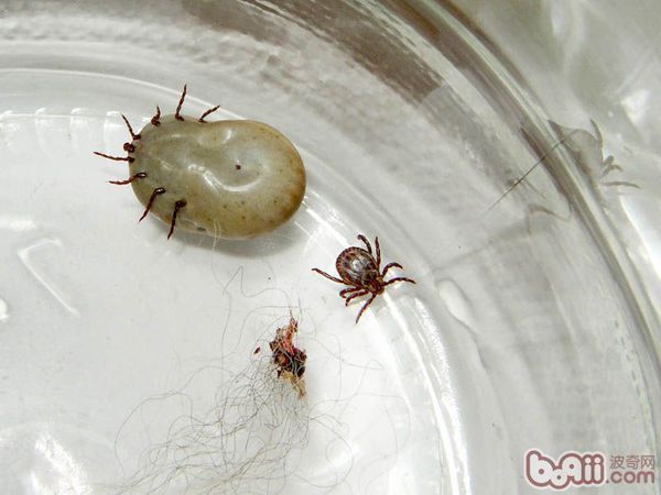 如果是这样的,就是蜱虫.