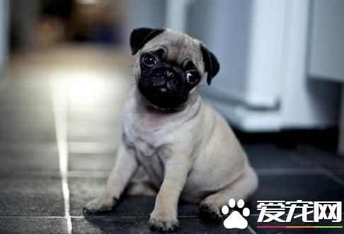 巴哥犬剃毛 巴哥犬夏季不应剃毛六原因