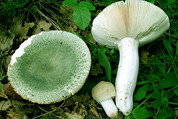 青头菌 的外貌 (外形特征描写)