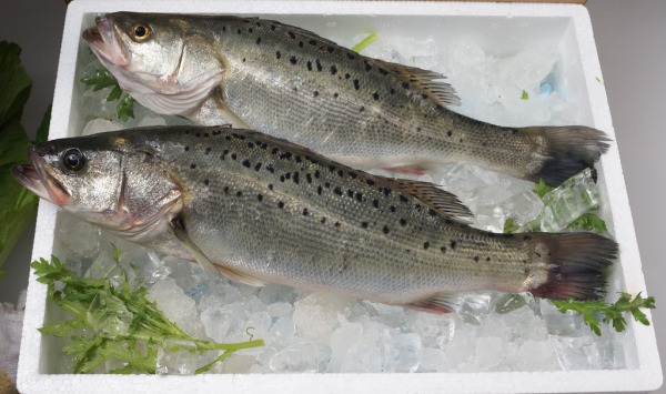 鲈鱼的刺多不多