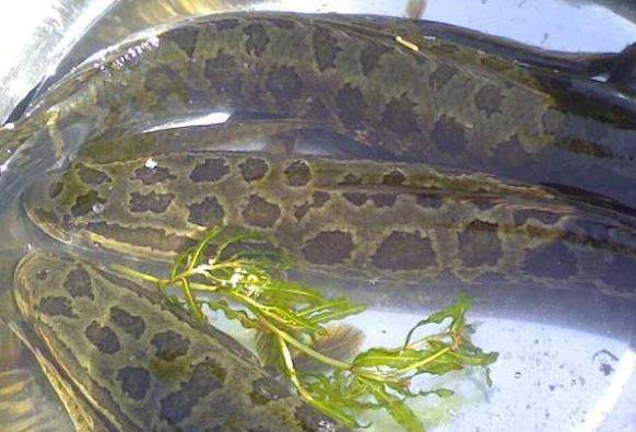 黑鱼到底为什么会在民间又被称为"孝鱼"呢?