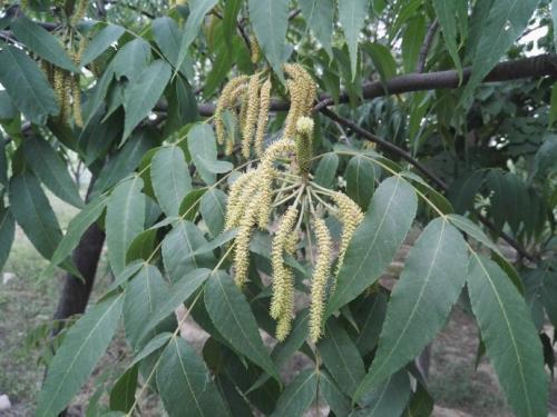 化香树果序(除去种子)的功效