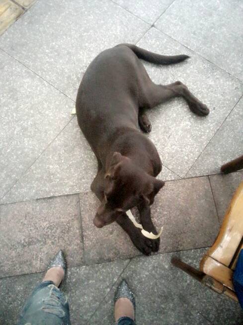 六个月大的拉布拉多依然很调皮,咬东西,什么时