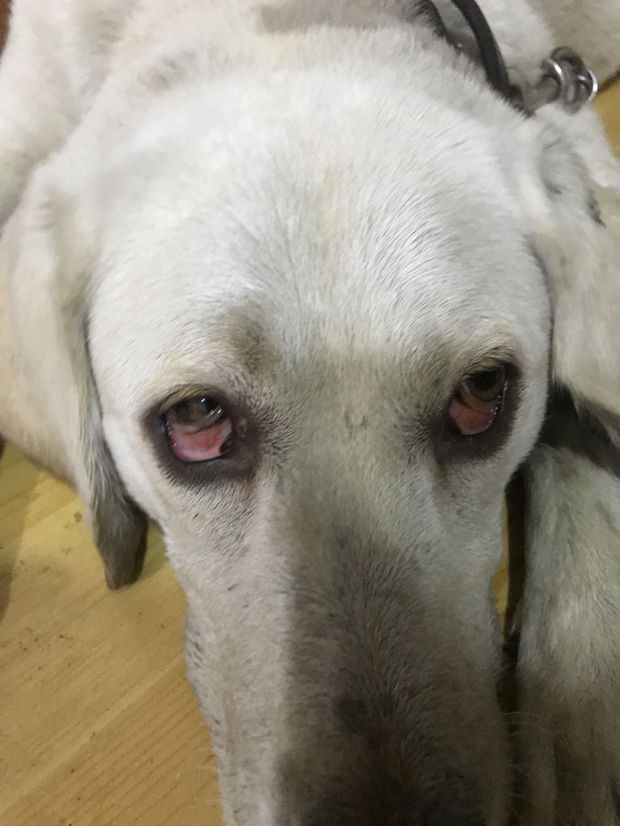 狗的眼睛睁不开是怎么回事