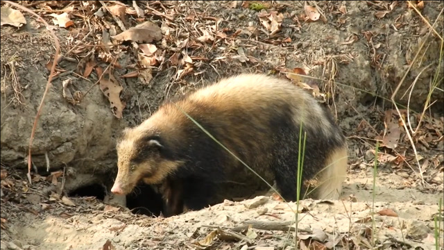 猪獾-360视频搜索