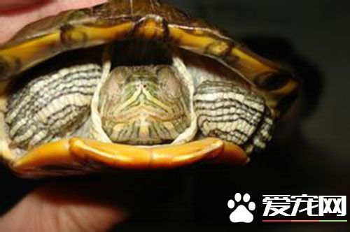 巴西红耳龟的天敌 巴西龟是著名的生态入侵物