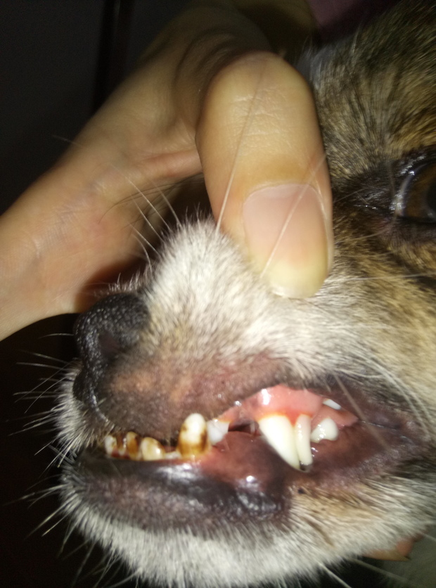 狗狗牙齿发黑不吃东西,