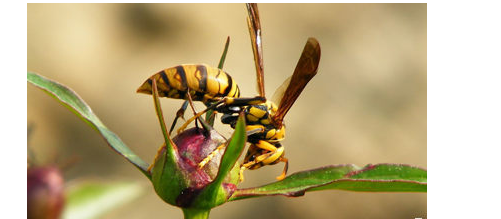 被马蜂蛰了已过5个小时,怎么最快的消肿?