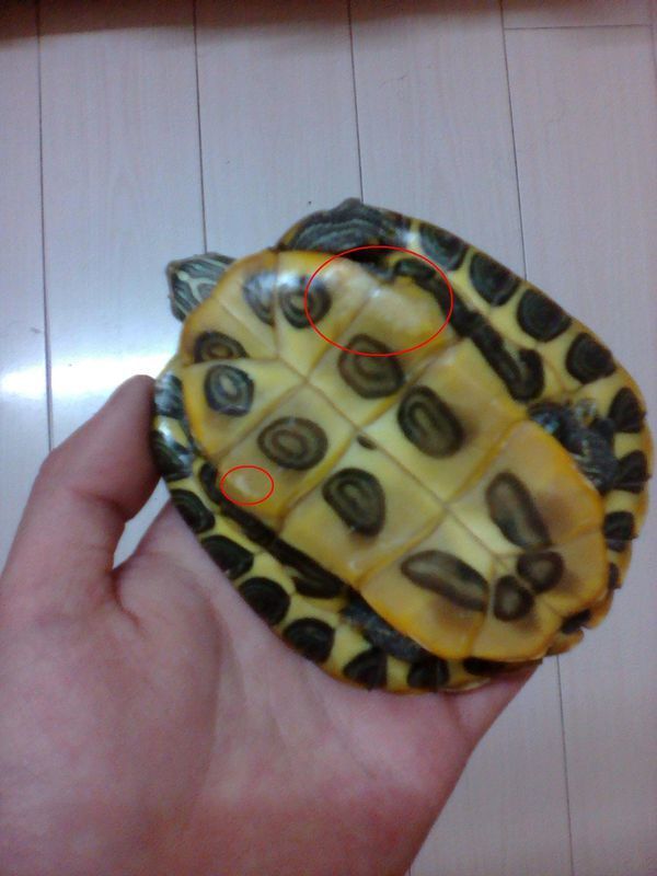 我家巴西龟患有轻微的腐甲病，现在又要蜕壳，我应该先水养让它蜕壳，还是先干养治病?