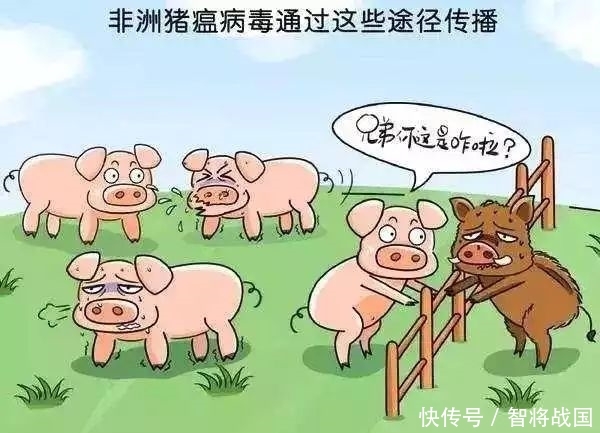 非洲非洲猪瘟疫情现状