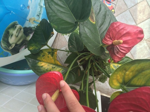 红掌叶子发黑怎么回事?