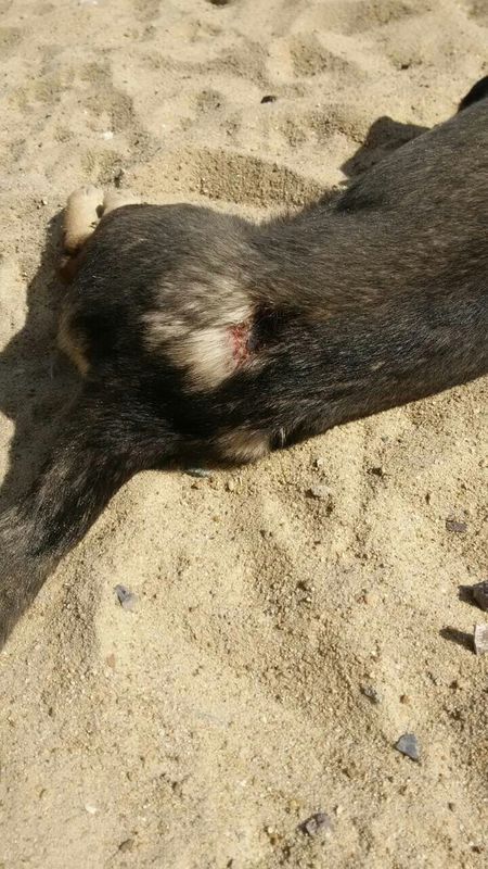 家里狗被邻居狗咬了好大一个口 差不多一个星