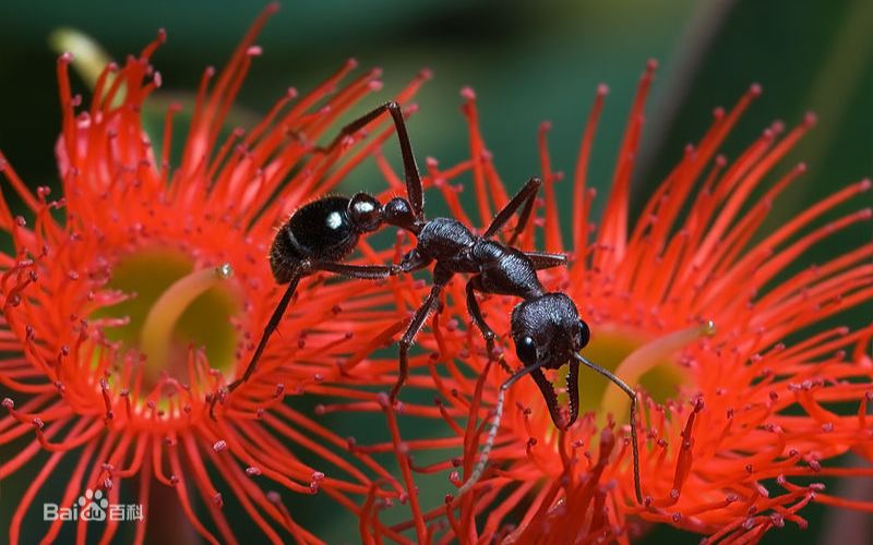 昆虫生死斗 牛头犬蚁vs黑寡妇