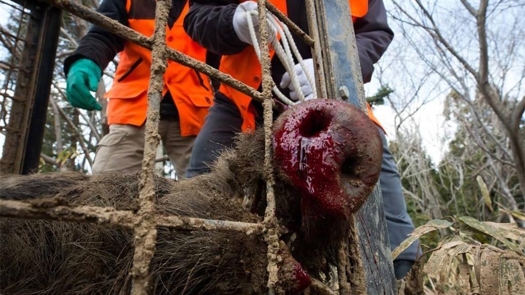 日本核辐射造成野猪 变异繁殖速度超快,当地已经猎杀上百万斤野猪!