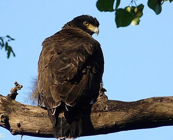 梅花鹰是什么鹰?