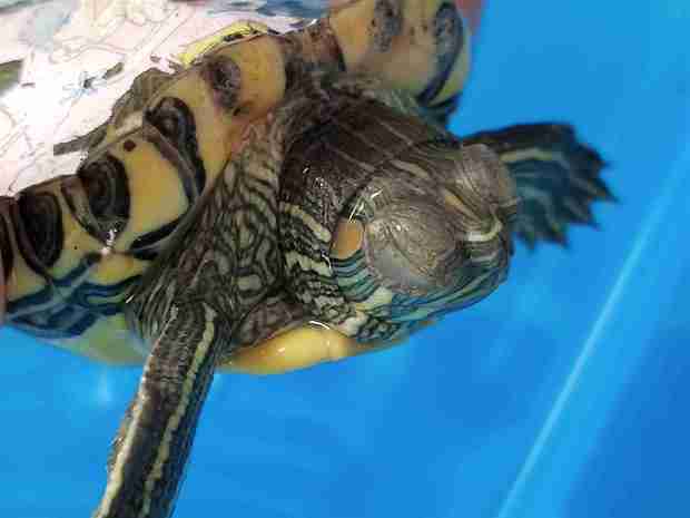 小乌龟眼睛睁不开是怎么回事?