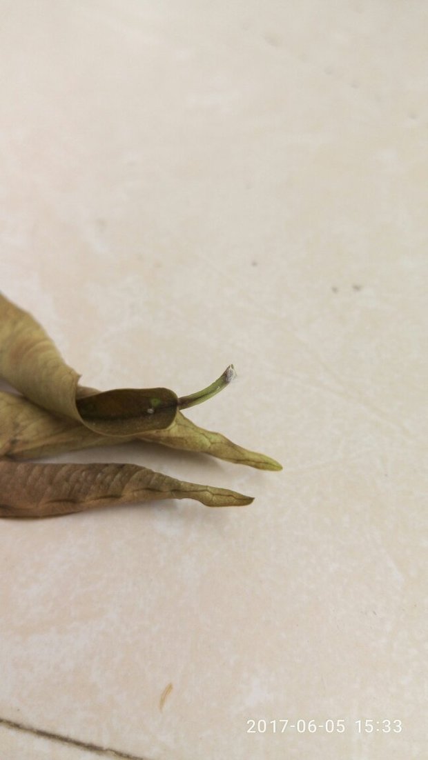 请问这是什么虫子,长在榕树上的,怎么治.谢了先