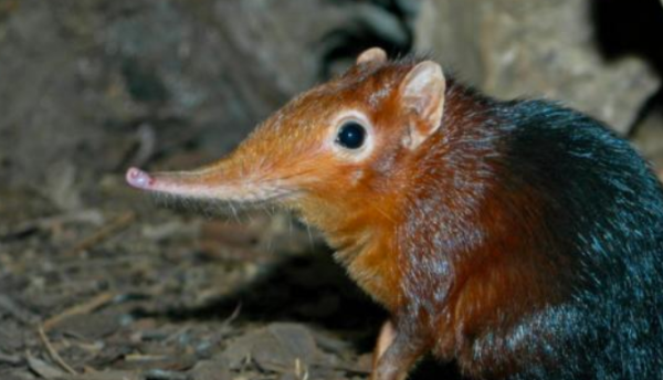 除了大象之外什么动物的鼻子长