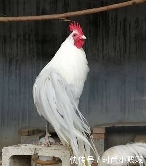 羽毛什么的羽毛