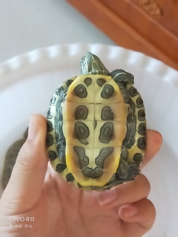 大佬分辨下巴西龟的公母吧如图