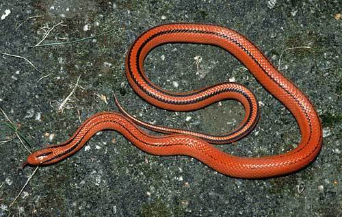 16 这是无毒蛇,学名"紫灰锦蛇"丽纹亚种