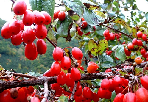 茱萸分两种:一种是山茱萸科的山茱萸,一种是芸香科植物吴茱萸,因为产