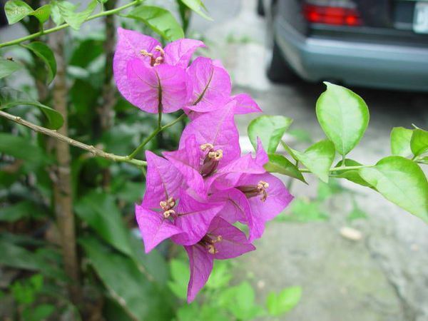 三片花瓣,花朵像个小酒杯.但是刚刚长出来的花苞,更像叶子.