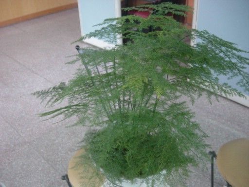 我家新买的小竹子,在花盆里养的那种,不知道他