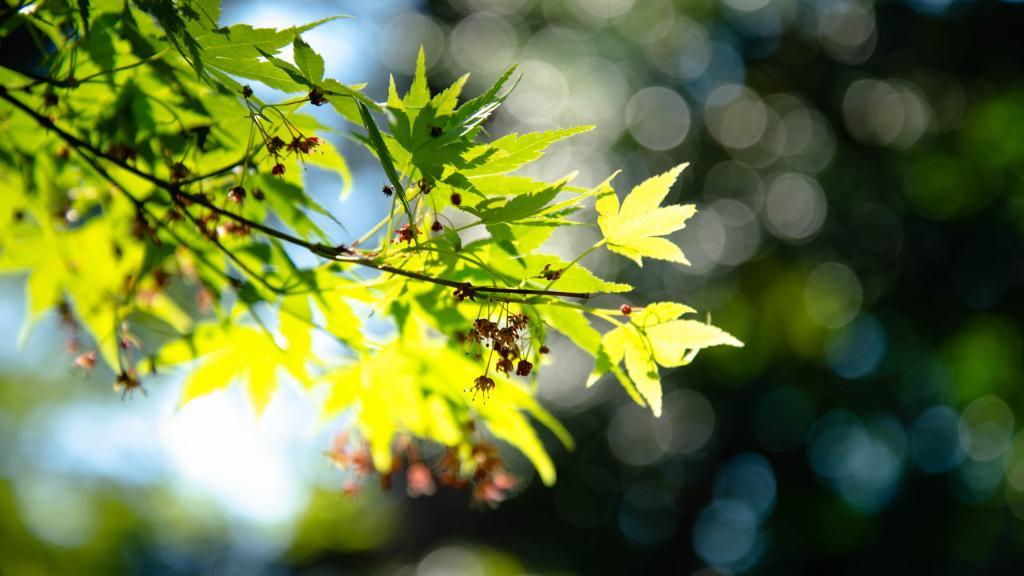 清新的绿植电脑壁纸[图3]