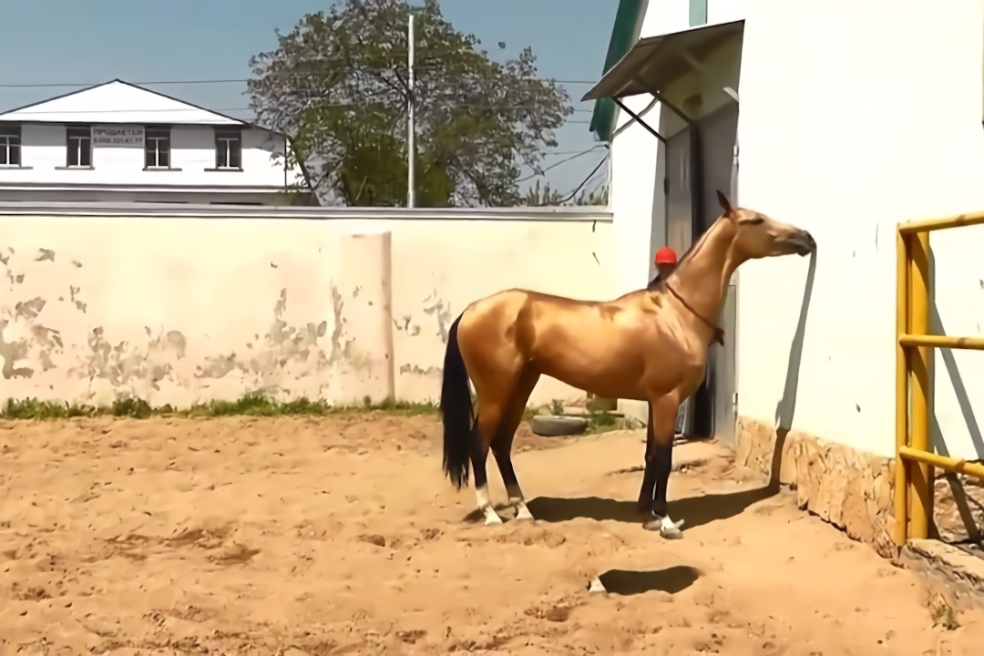 汗血寶馬其實並非我國本土品種,源自中國的鄰國,如今是瀕危動物