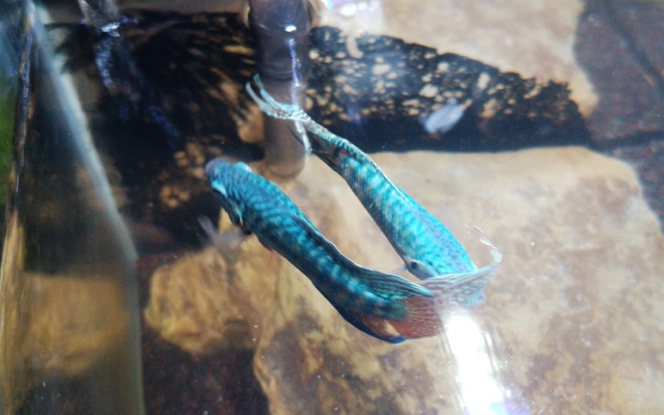 【中国 斗鱼】震撼 打架视频!场面一度很混乱!