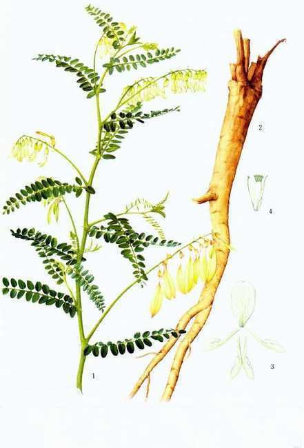 药材黄旗和白旗有什么区别