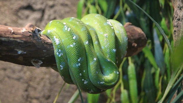 剧毒的竹叶青蛇与无毒的翠青蛇有什么区别?