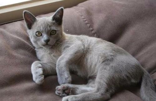 缅因猫咬人吗 怎么训练缅因猫不咬人