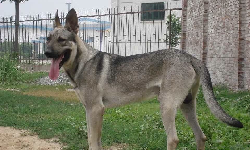 狼青犬了解下,中国第一狼犬!