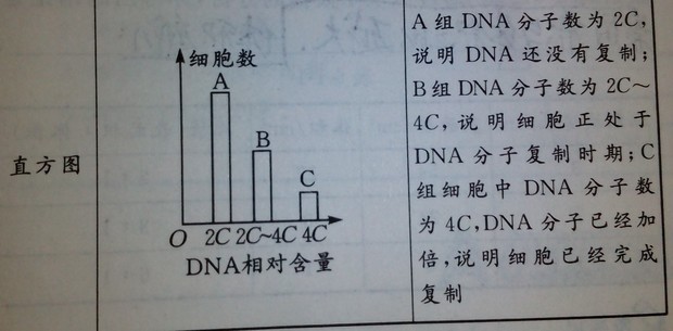 dna複製期間為什麼細胞數減少