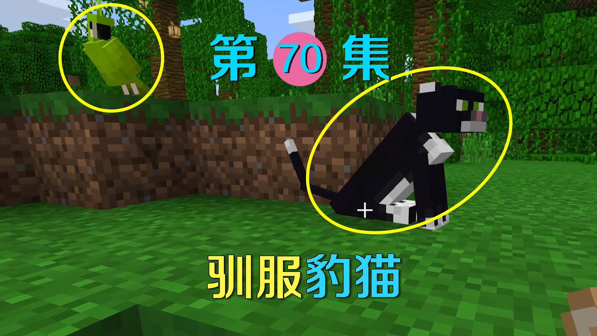 我的世界70:好不容易驯服一只豹猫,它竟一下子变成黑猫警长!