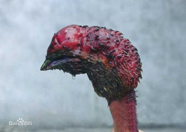 炒鸡头杆子是什么菜 有图片吗