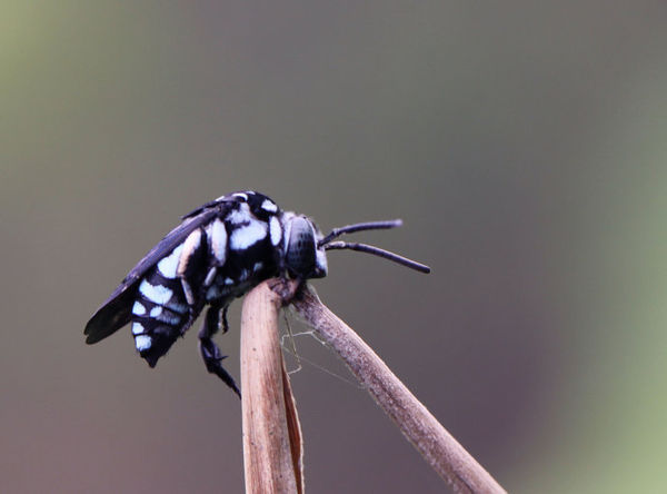 凹盾斑蜂,膜翅目蜜蜂科.体黑色,头,胸,腹部多处被蓝色毛及毛斑.