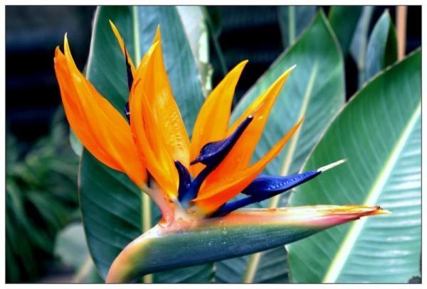 请大家帮忙看看这个是金钻还是鹤望兰?