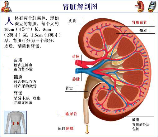 人的肾脏结构示意图