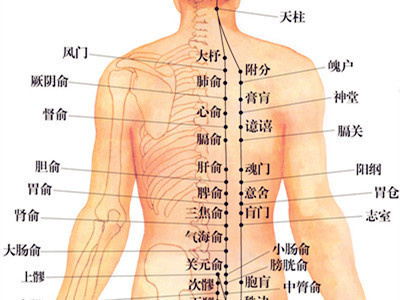 人体背部血位图图片