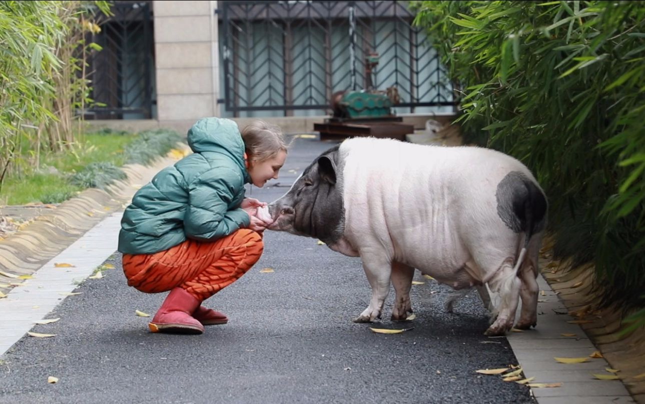 乌克兰美女在杭州小区遛猪,重200斤,邻居:她被淘宝卖家坑了