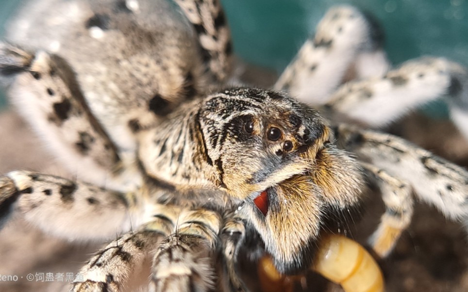 中华狼蛛的饲养日常 凶猛捕食的非捕鸟蛛