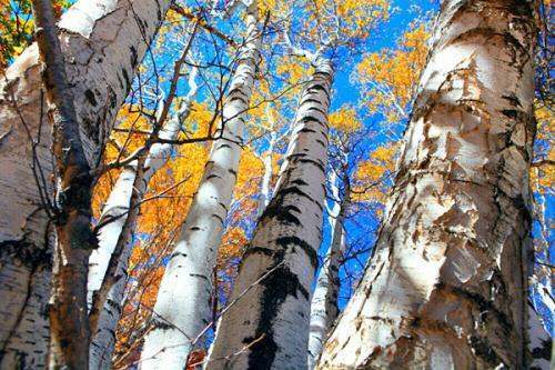 铁桦树比钢铁还要硬一倍,铁桦树是什么物质长成的?_360问答