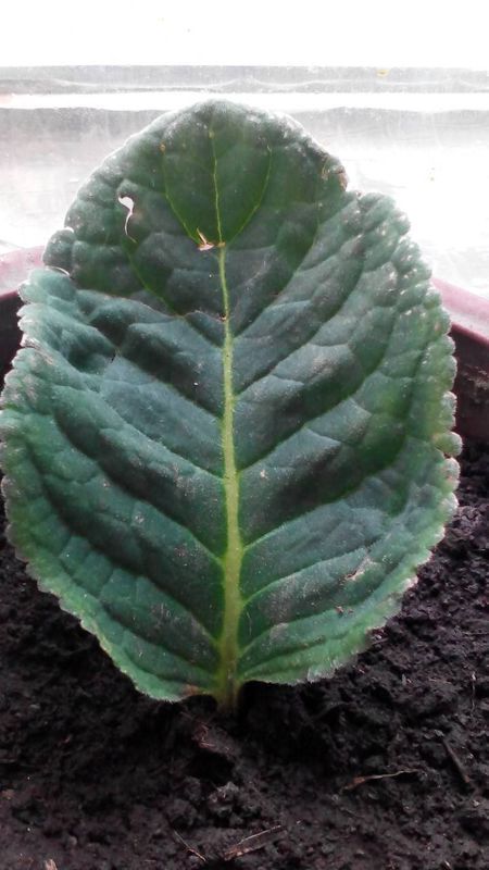 说是芙蓉花,我查一下芙蓉花,没有看到用叶子繁殖的,叶形不像.