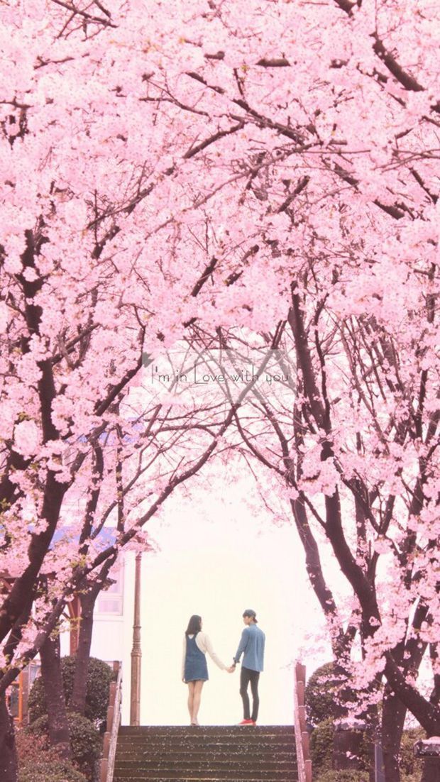 有没有樱花树下男女相望的照片,最好是动漫的
