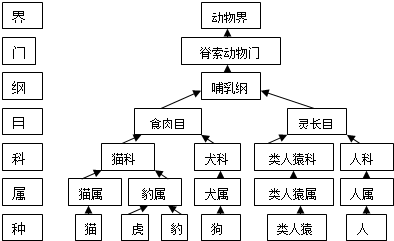 由此可以判断:猫和虎的亲缘关系比猫和狗的亲缘关系要更______(填"近"
